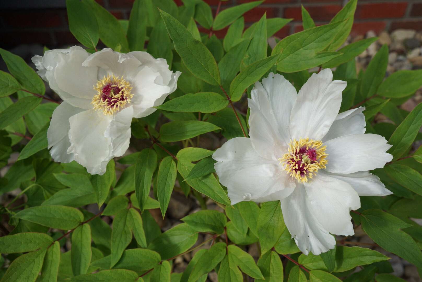 Plancia ëd Paeonia lactiflora Pall.