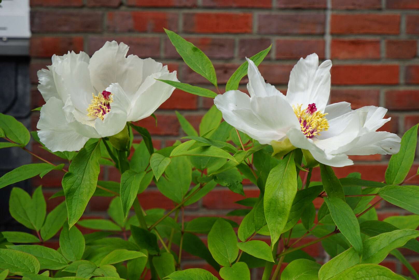 Image de Pivoine de Chine