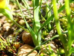 Image of Geissorhiza ornithogaloides Klatt