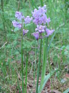 Image of hyacinthoides