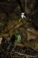 Image of Disperis tripetaloides (Thouars) Lindl.