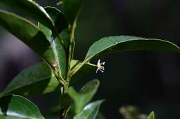 Image of Monteverdia chiapensis (Lundell) Biral