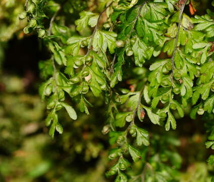 Image of Hymenophyllum cupressiforme Labill.