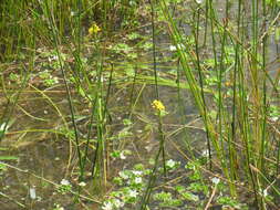 Image of Bulbine monophylla Poelln.