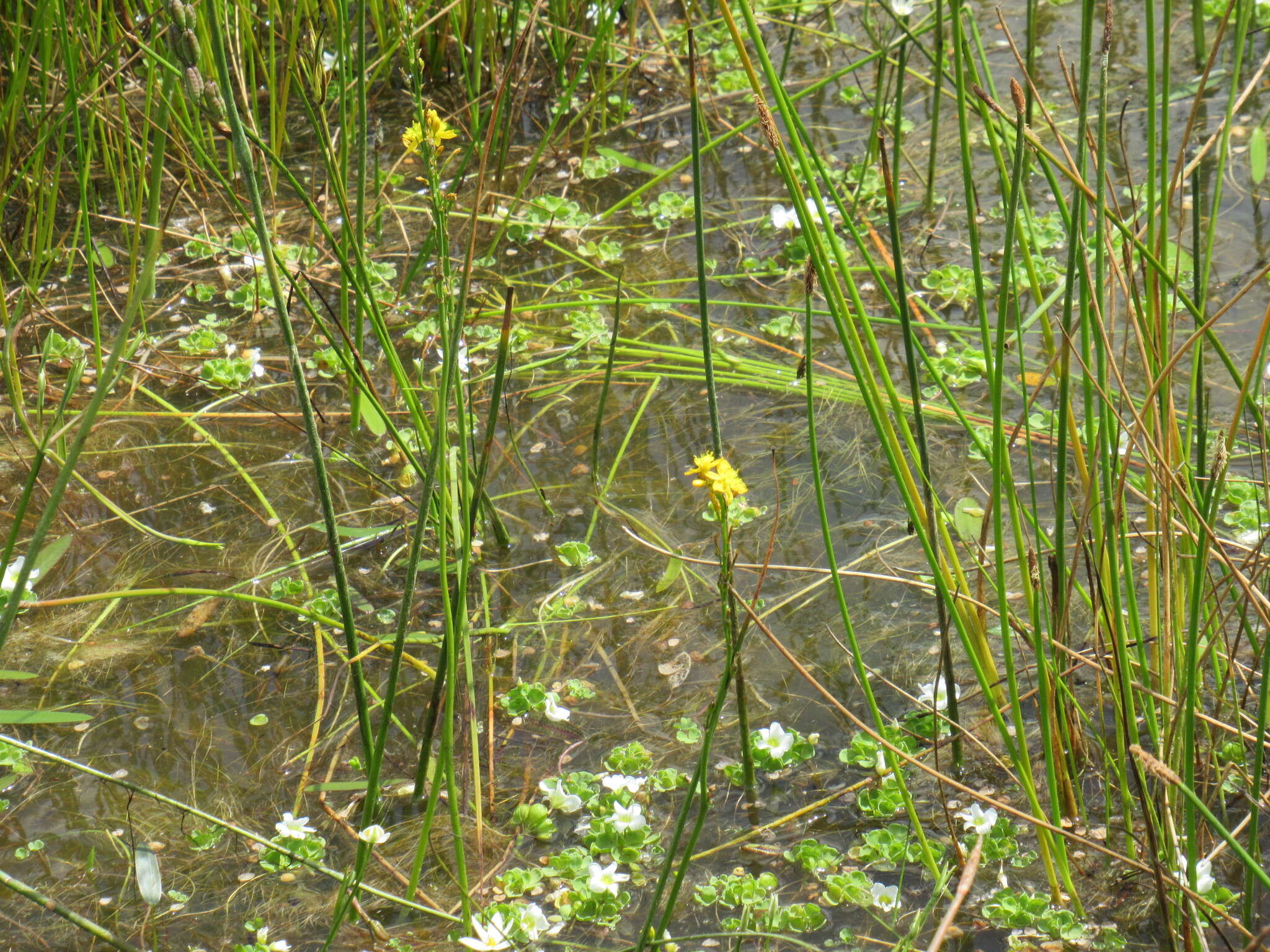 Image of Bulbine monophylla Poelln.