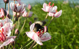 Image of Eristalis oestracea (Linnaeus 1758)