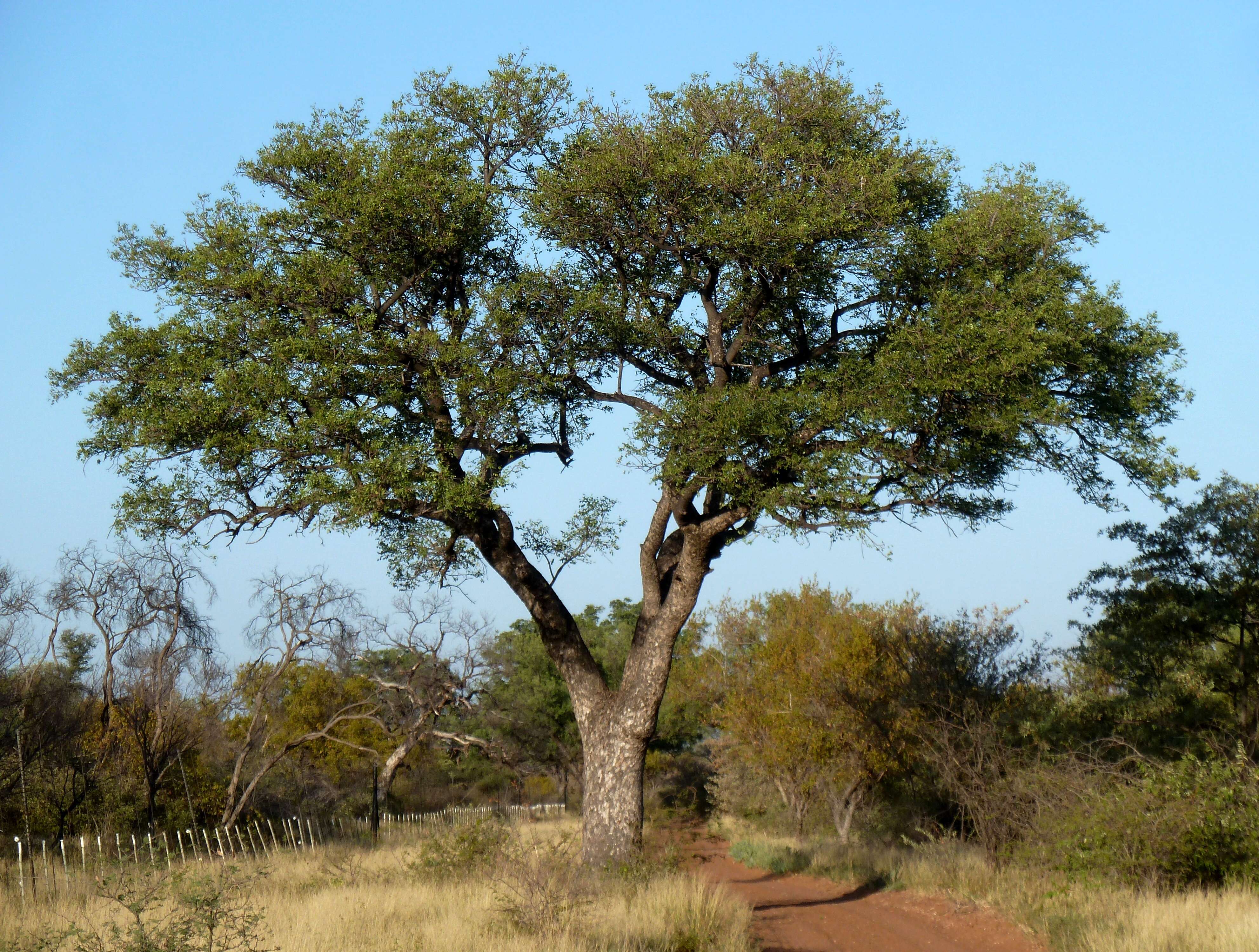 Image of marula