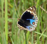 Image of Junonia orithya ocyale Hübner (1816)