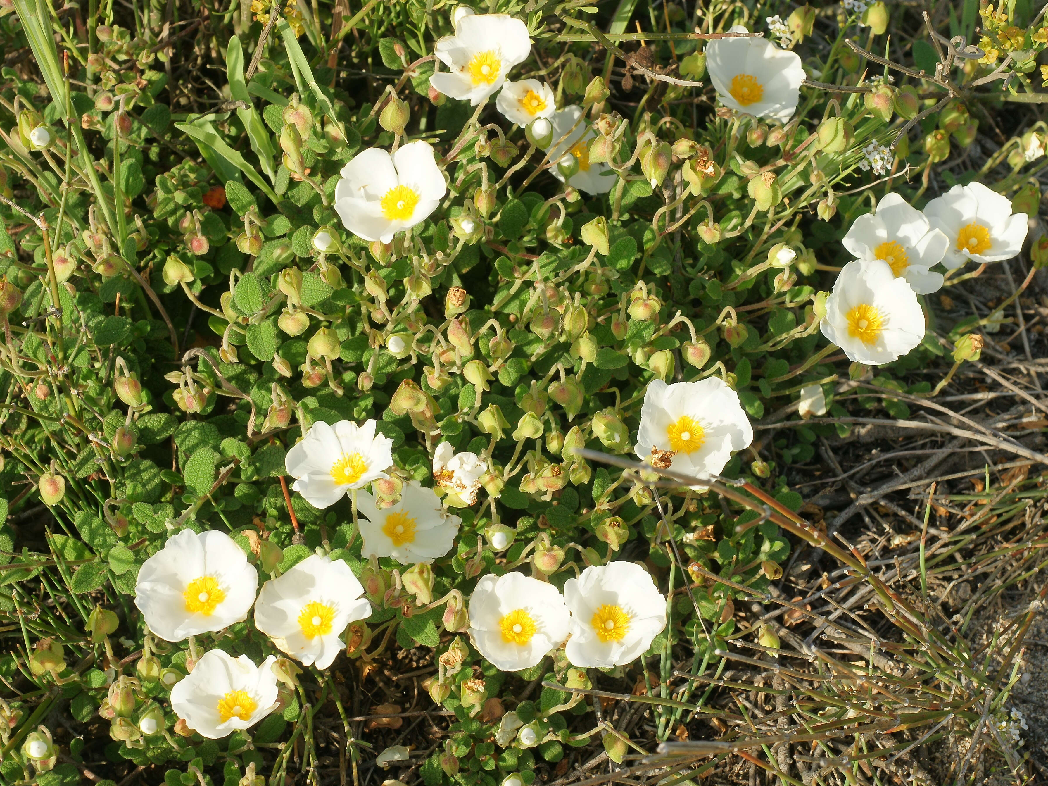 Image of salvia cistus