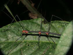 صورة Oreophoetes topoense Conle, Hennemann, Käch & Kneubühler 2009