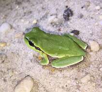 Image of Pine Barrens Treefrog