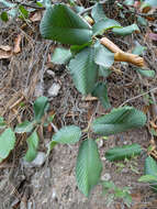 Cercocarpus macrophyllus C. Schneid.的圖片