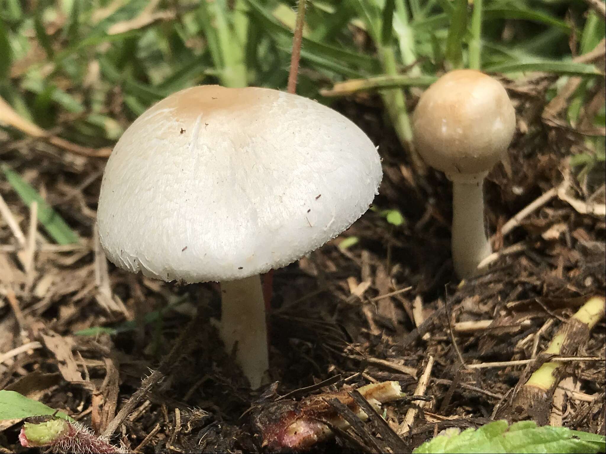 Image of Chlorophyllum hortense (Murrill) Vellinga 2002