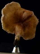 Image of Cantharellus atrolilacinus Eyssart., Buyck & Halling 2003