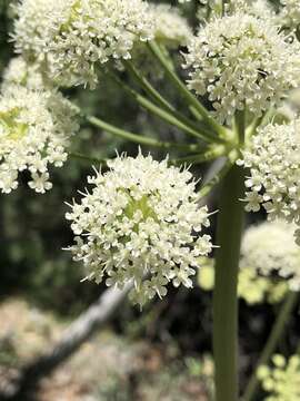 Image of Charleston Mountain angelica