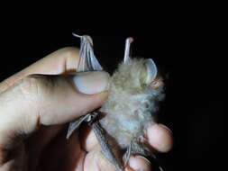 Image of Clear-winged Woolly Bat