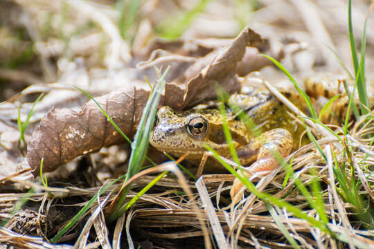 Image of Common frog