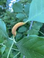 Image de Puccinia sparganioidis Ellis & Barthol. 1896