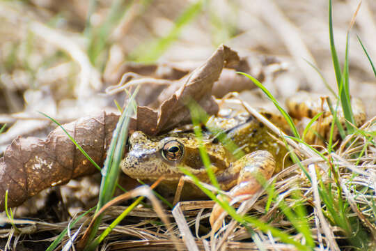 Image of Common frog