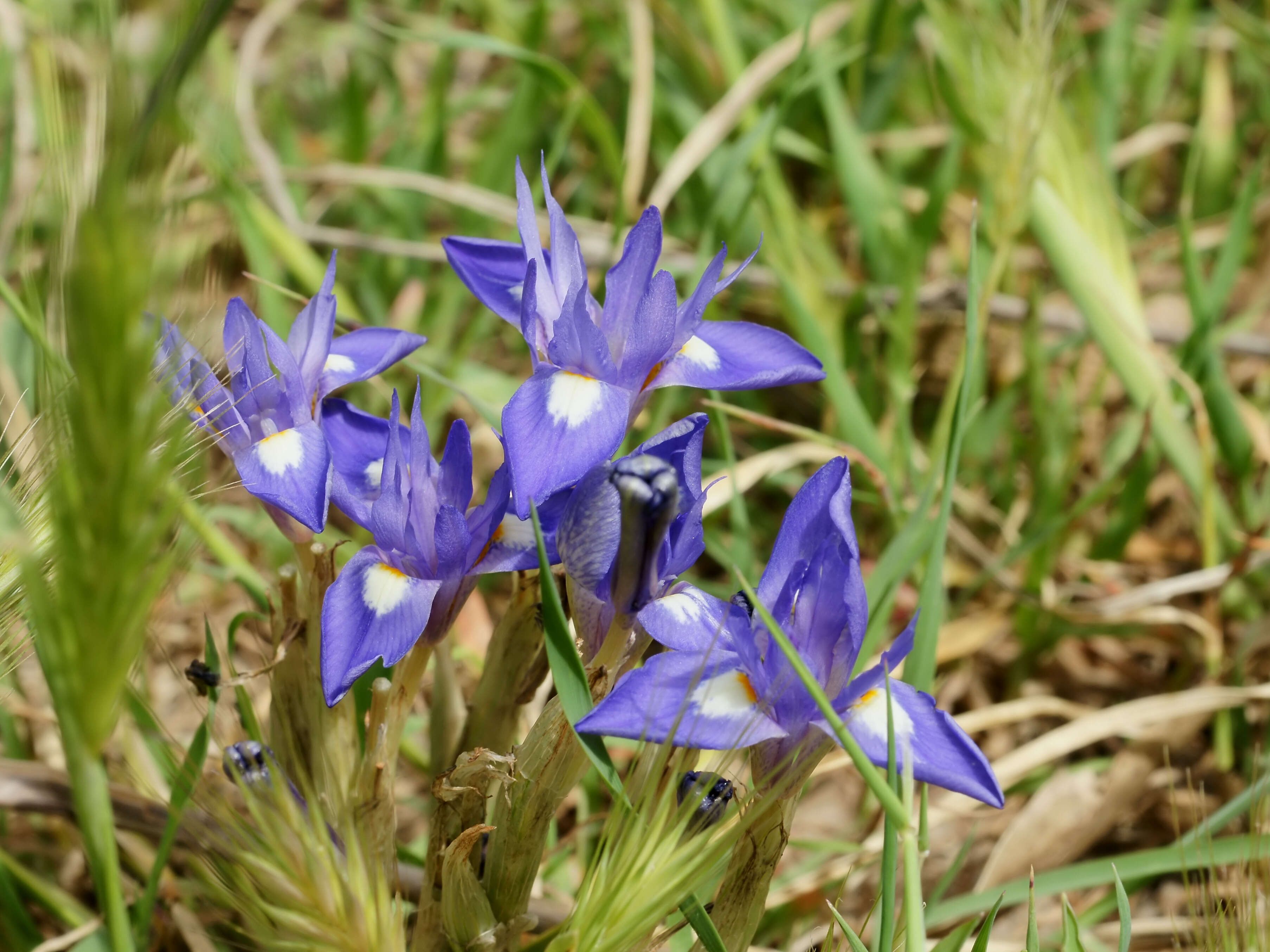 Image of Barbary Nut Iris