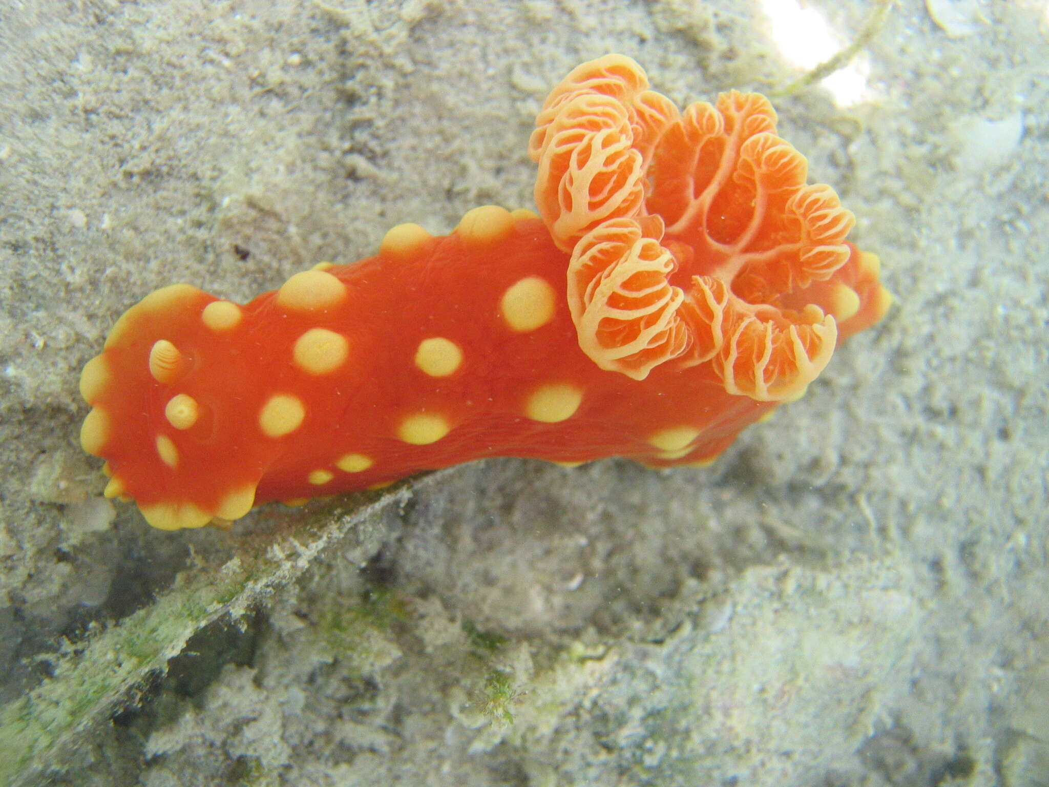 Image of Yellow spot fat red slug