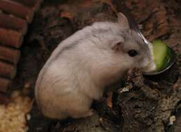 Image of Dzhungarian Hamster