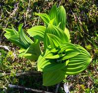 Слика од Veratrum viride Aiton