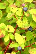 Vaccinium sect. Cyanococcus的圖片