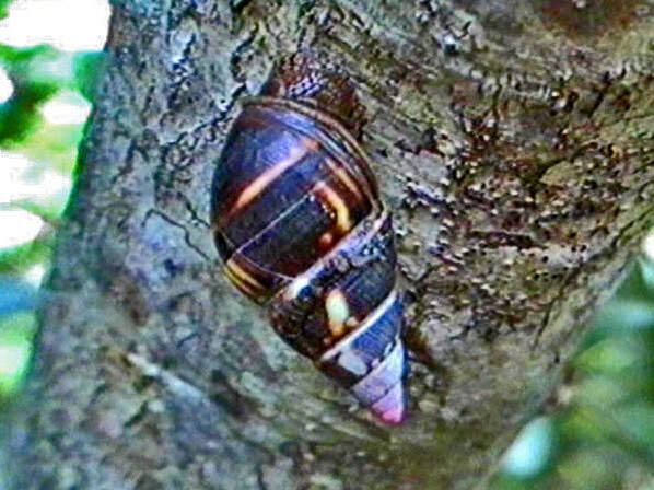 Image of <i>Liguus fasciatus</i>