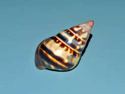 Image of <i>Liguus fasciatus</i>