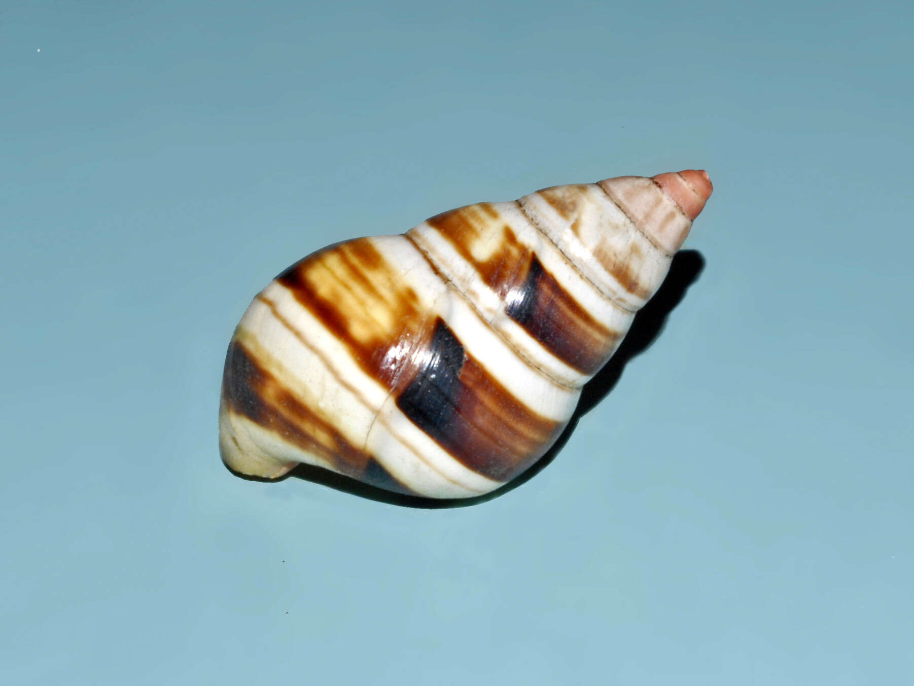 Image of <i>Liguus fasciatus</i>