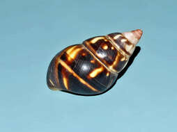 Image of <i>Liguus fasciatus</i>