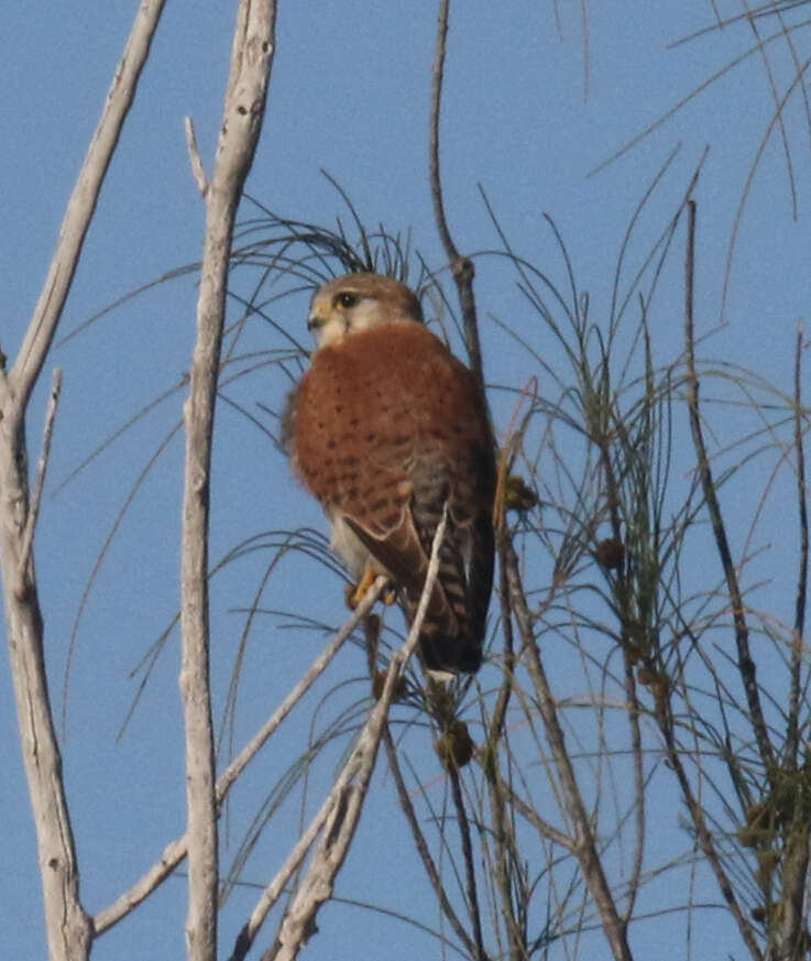 Image of Madagascar Kestrel