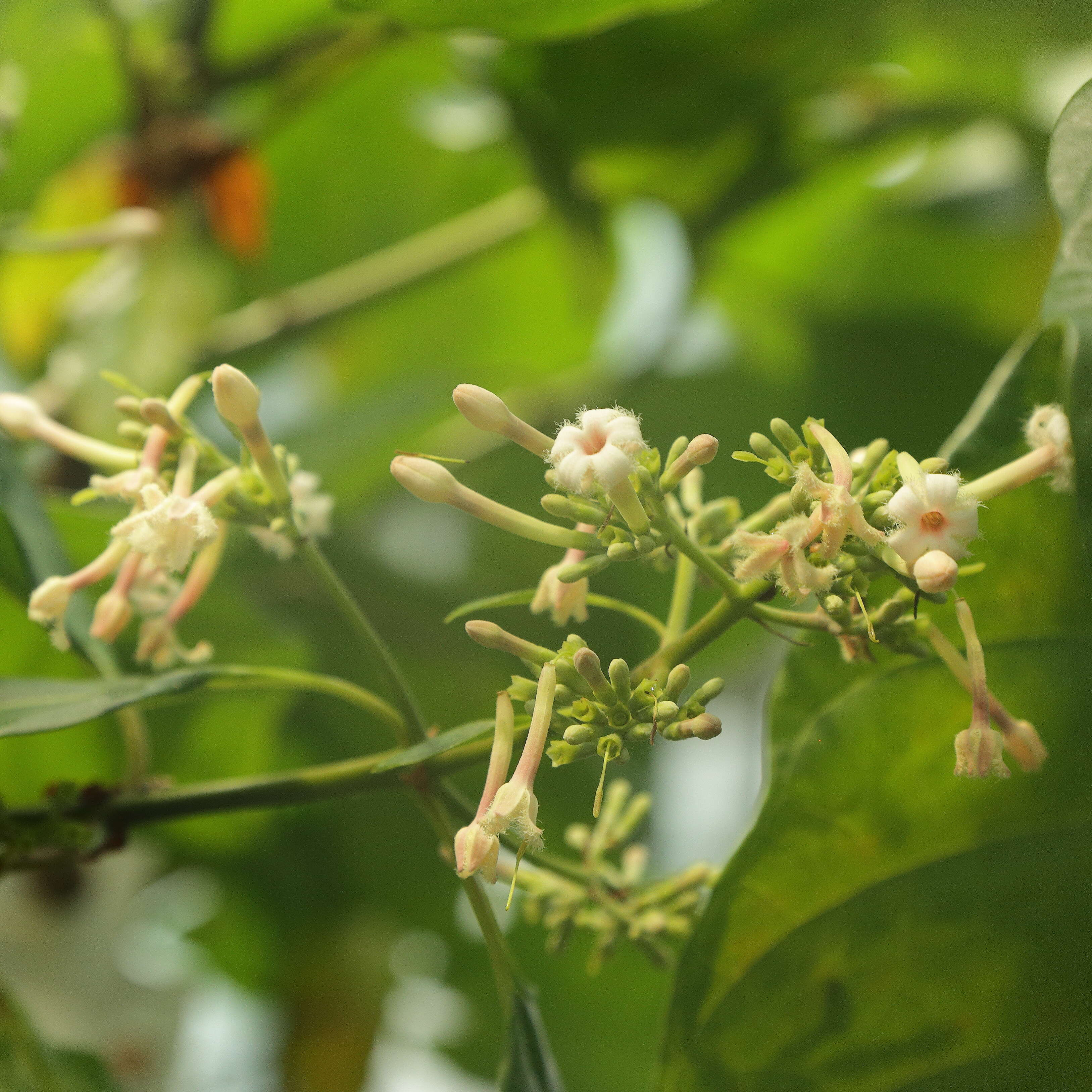 Image de Quinquina rouge