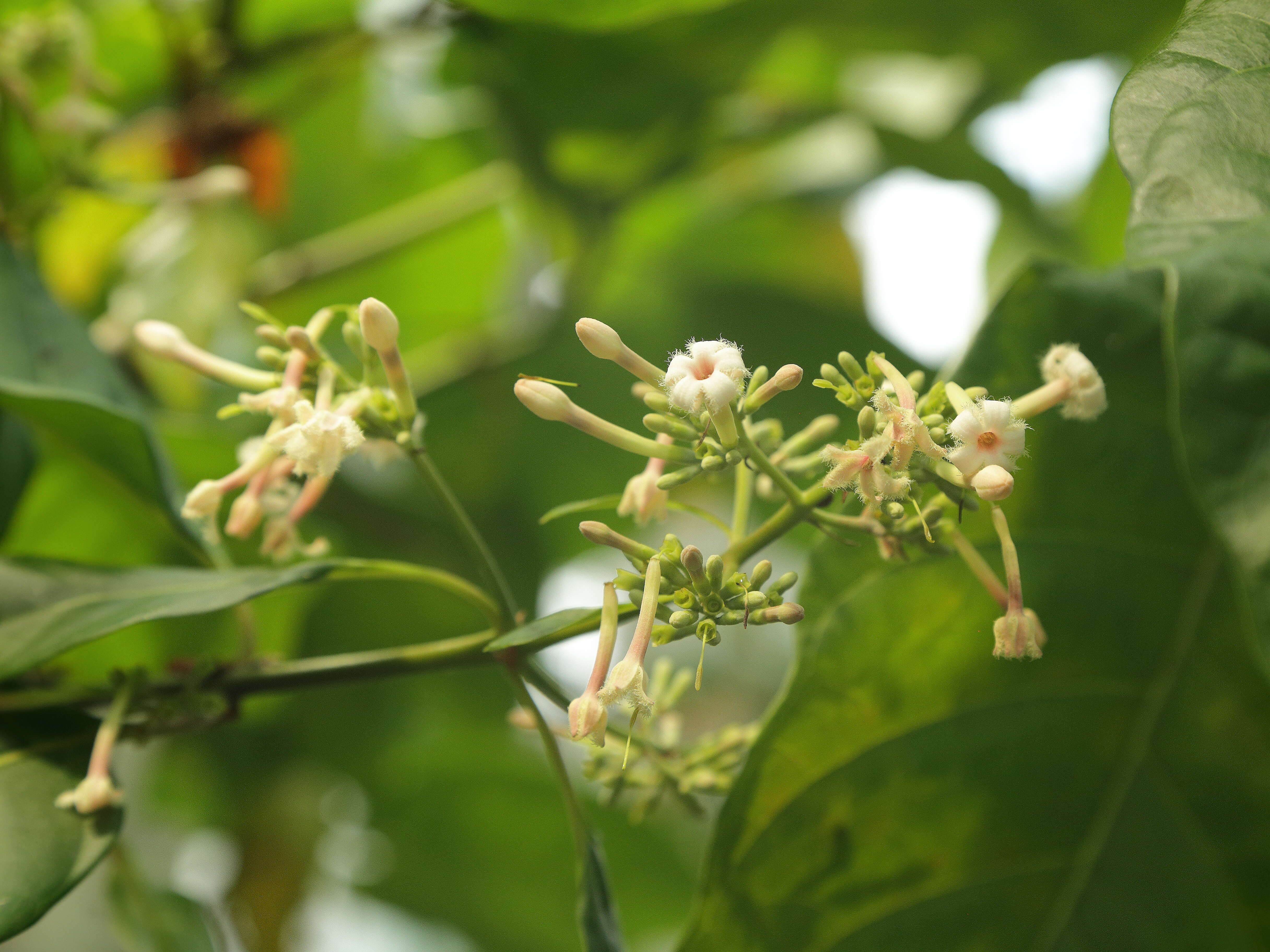 Слика од Cinchona pubescens Vahl