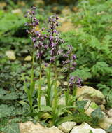 Image of Long-spurred orchid