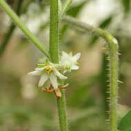 Image de Solanum pseudolulo C. B. Heiser