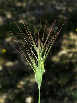 Image of ovate goatgrass