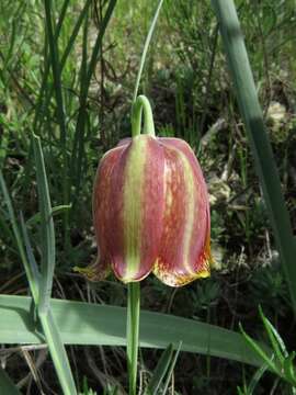 Image of Fritillaria lusitanica Wikstr.