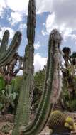 Image of Pilosocereus leucocephalus (Poselg.) Byles & G. D. Rowley