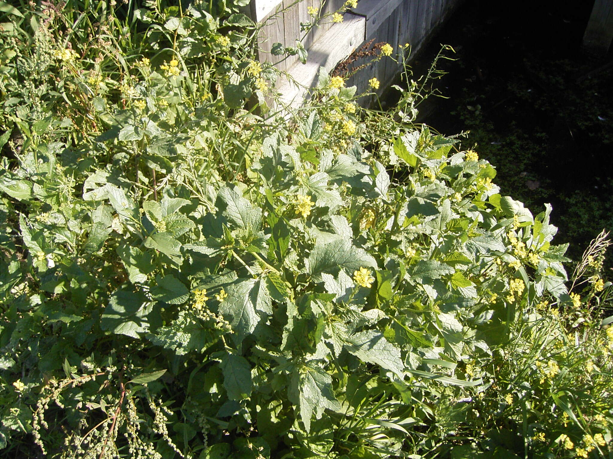 Image of charlock mustard