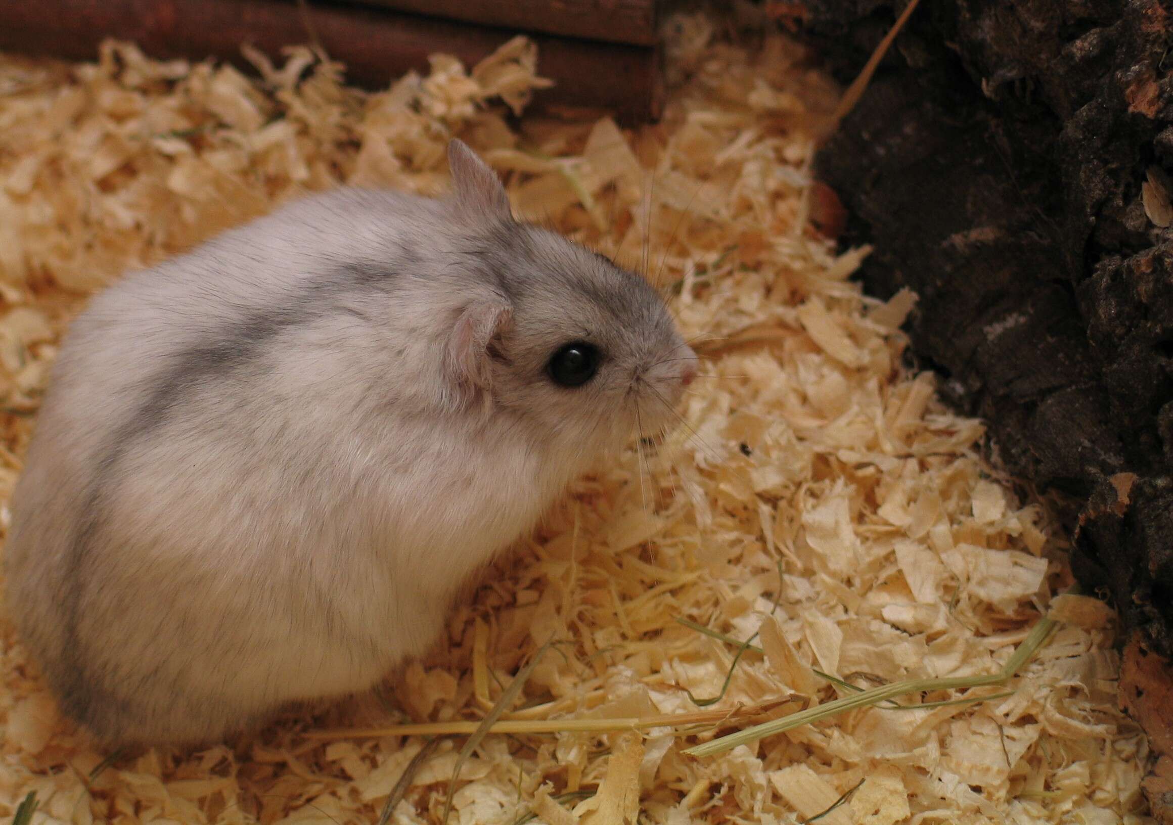 Image of Dzhungarian Hamster