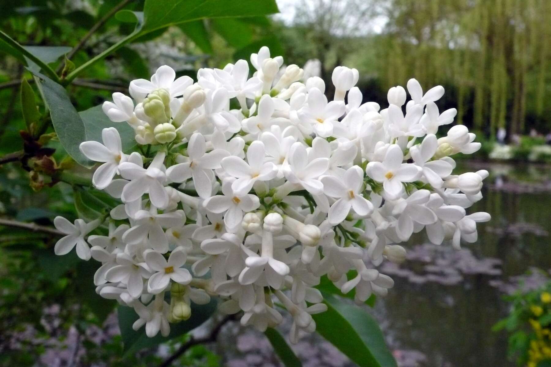 Image of Common Lilac