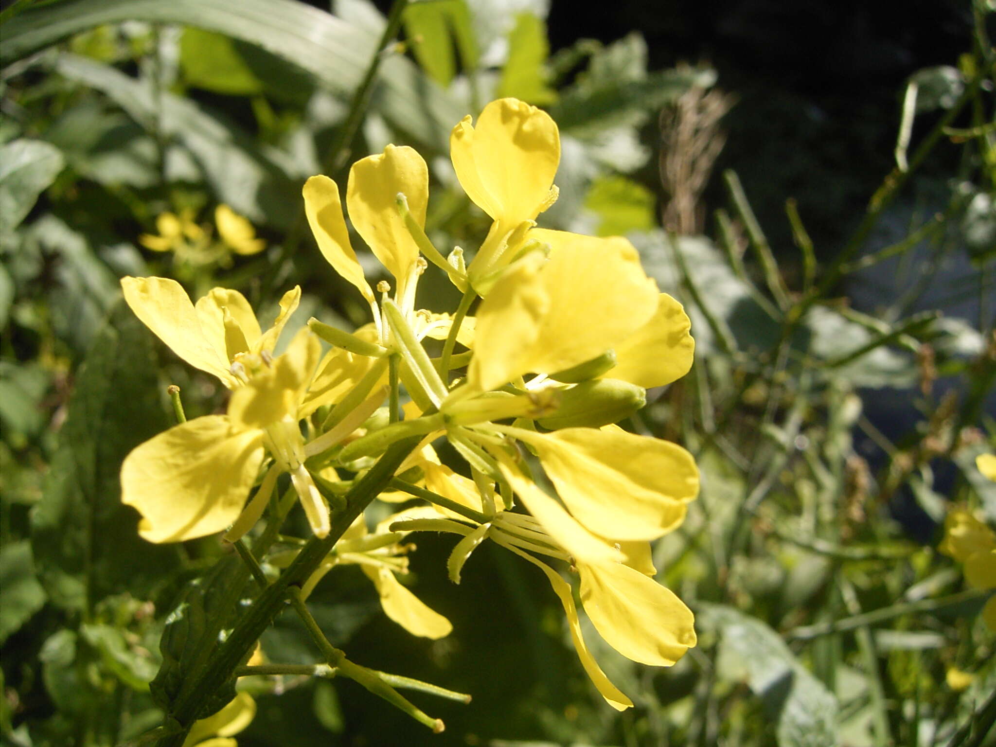 Image of charlock mustard