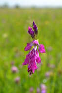 Слика од Gladiolus imbricatus L.