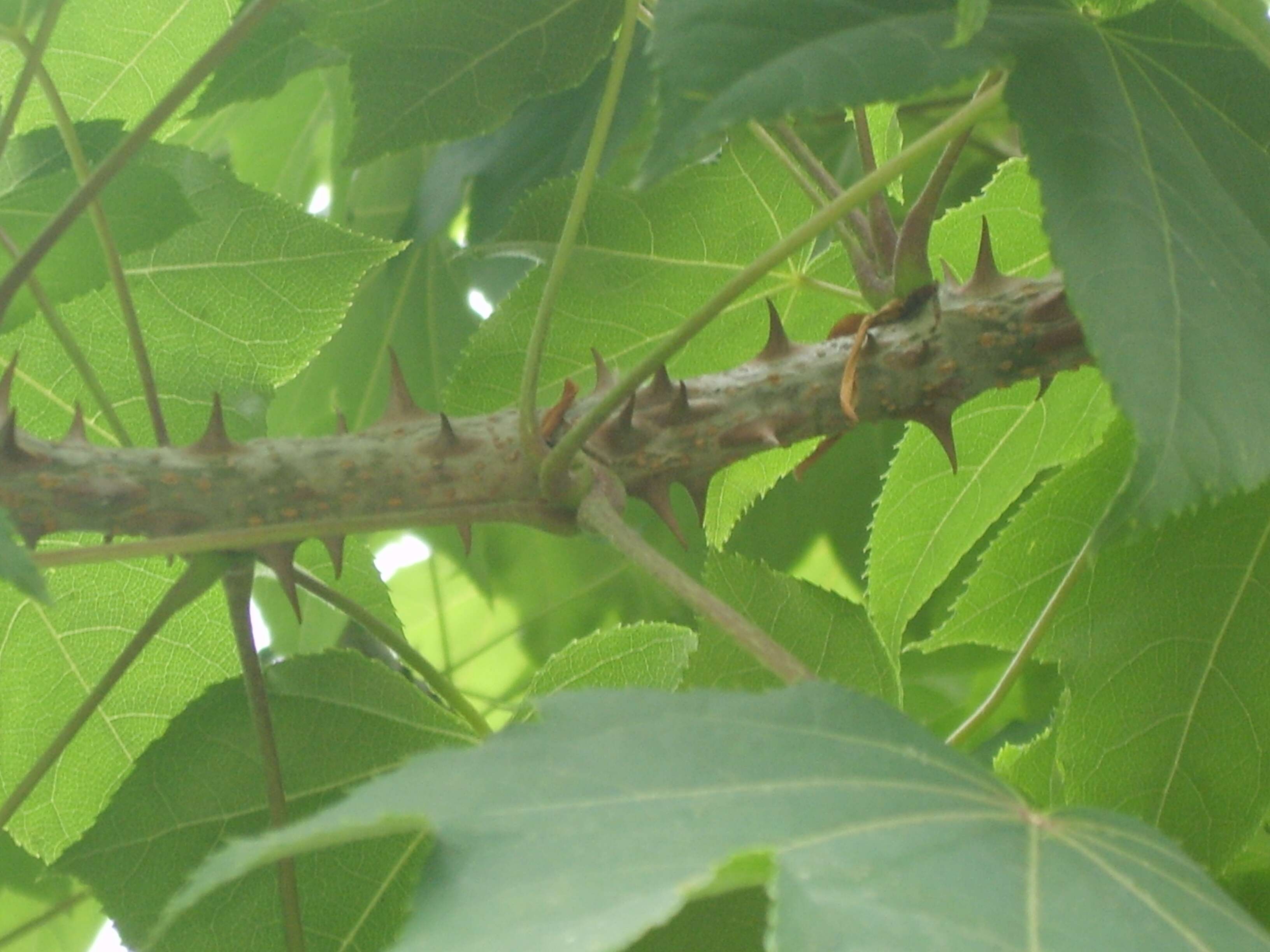 Image of castor aralia