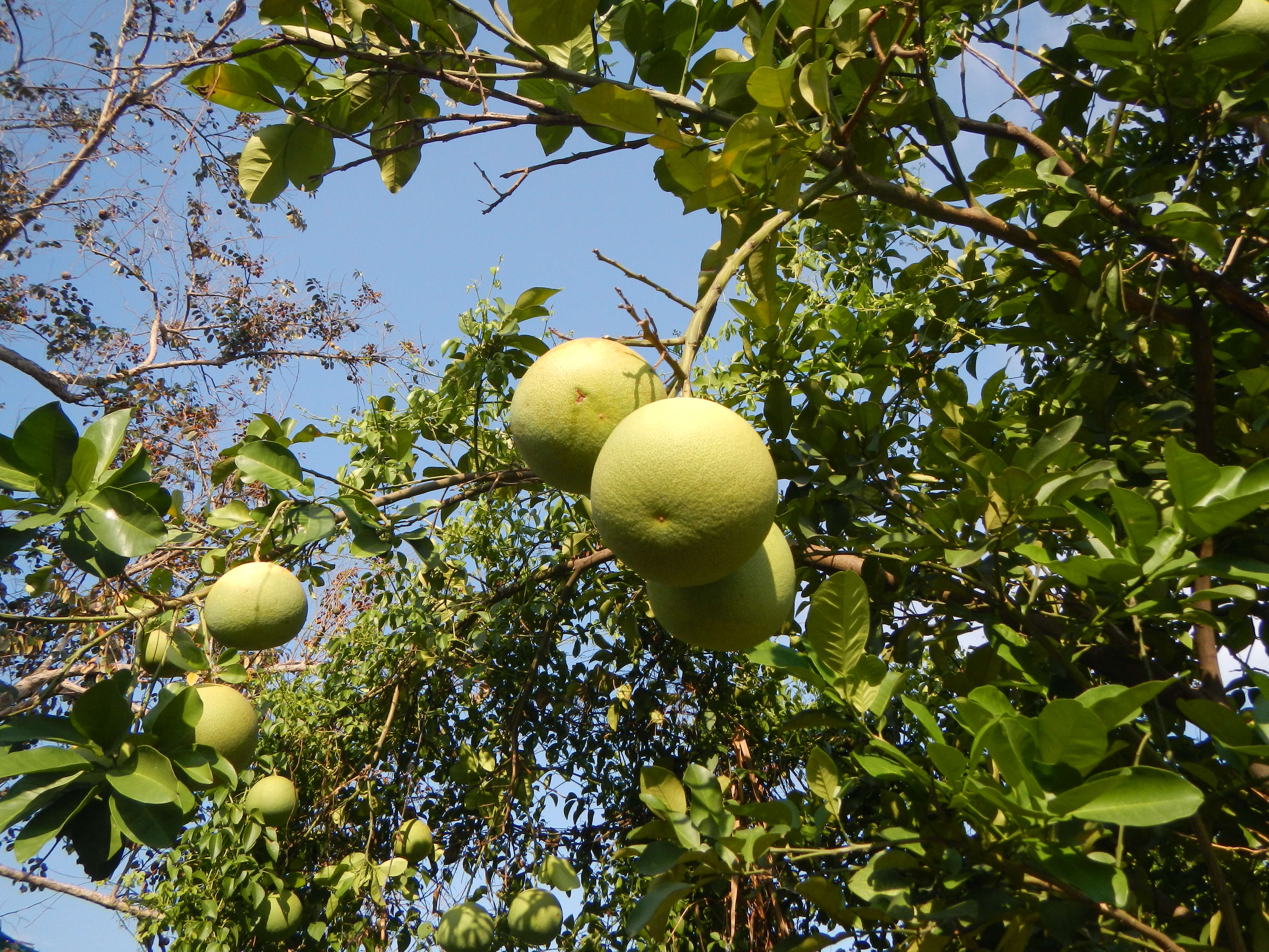 Image of Citrus maxima