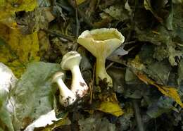 Image of Ampulloclitocybe