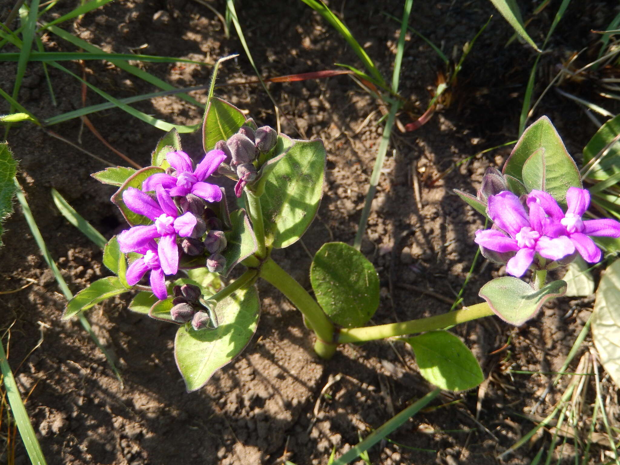 Image of Raphionacme hirsuta (E. Mey.)