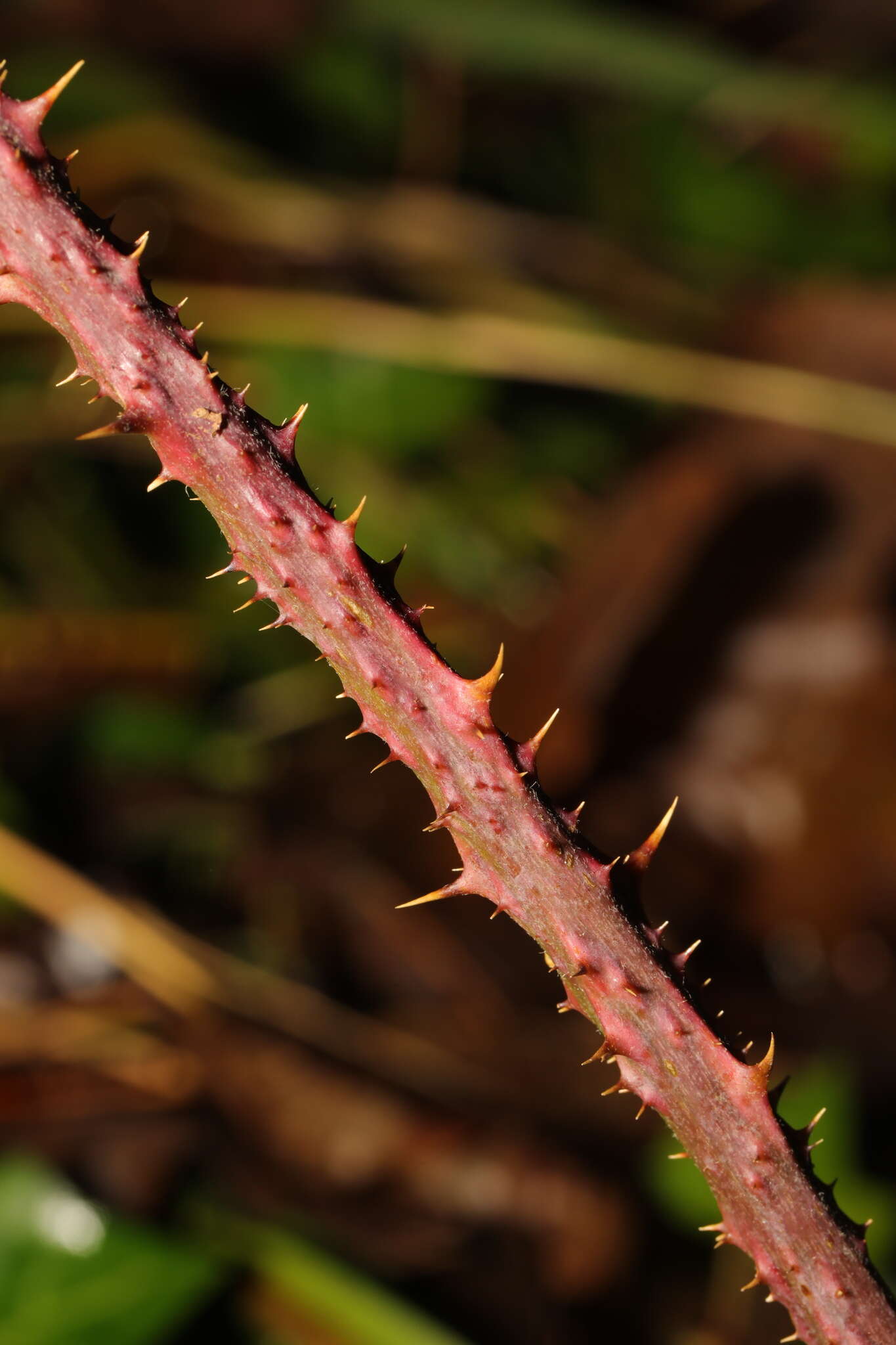 Image of Rubus horrefactus P. J. Müll. & Lefevre